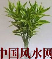 南京十二生肖养什么植物最旺财运？你知道吗！